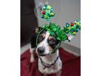 Adopt Nyx a Black Jack Russell Terrier / Mixed Breed (Medium) / Mixed (short