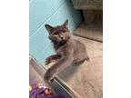 Adopt Daphne a Gray or Blue Domestic Mediumhair / Mixed Breed (Medium) / Mixed