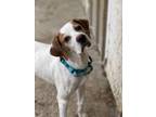 Adopt Birdie a White Mixed Breed (Small) / Mixed Breed (Medium) / Mixed (short
