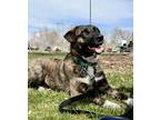 Adopt Wiggles a Brindle Plott Hound / Dutch Shepherd dog in Denver
