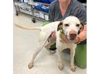 Adopt Rocky a Tricolor (Tan/Brown & Black & White) English Pointer / Mixed dog