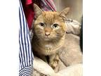 Adopt Zeus a Orange or Red Tabby Domestic Shorthair (short coat) cat in