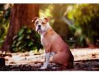 Adopt Charlie Girl a Tan/Yellow/Fawn - with White Boxer / Staffordshire Bull