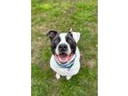 Adopt Ace a American Pit Bull Terrier / Mixed dog in Hyde Park, NY (39480357)