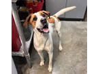 Adopt Ariel a White Terrier (Unknown Type, Medium) / Mixed Breed (Medium) /