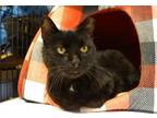 Adopt Terrance a All Black American Shorthair (short coat) cat in New Milford