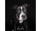 Adopt KELLA a Black American Staffordshire Terrier / Mixed Breed (Medium) /