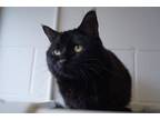 Adopt Oslo a All Black American Shorthair (short coat) cat in New Milford