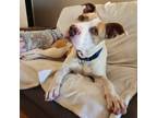 Adopt Paramore a Tan/Yellow/Fawn American Pit Bull Terrier / Mixed Breed