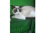 Adopt Goober a Cream or Ivory Snowshoe (short coat) cat in Barnwell