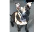 Adopt Bella Lobos a Brindle Staffordshire Bull Terrier / Mixed dog in Annandale