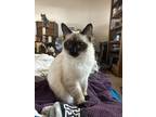 Adopt Ming- (paige) a Brown or Chocolate Siamese (medium coat) cat in Prescott