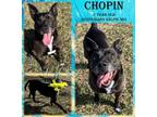 Adopt Chopin a Merle Australian Kelpie / American Pit Bull Terrier / Mixed