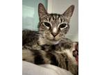 Adopt Anna a Brown Tabby Domestic Shorthair / Mixed Breed (Medium) / Mixed