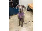Adopt Wren a Gray/Blue/Silver/Salt & Pepper Great Dane / Mixed dog in