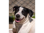 Adopt Spruce a White Hound (Unknown Type) / Mixed Breed (Medium) / Mixed (short