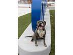 Adopt Happy a American Pit Bull Terrier / Mixed dog in Sapulpa, OK (41022941)