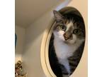 Adopt Wendell a Brown Tabby Tabby (short coat) cat in Seville, OH (41130410)
