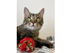 Adopt Rudy a Brown Tabby Domestic Shorthair / Mixed Breed (Medium) / Mixed