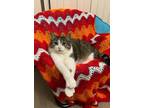 Adopt Kazo a Brown Tabby Domestic Shorthair / Mixed Breed (Medium) / Mixed