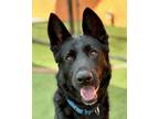 Adopt Jake a Black German Shepherd Dog / Mixed dog in Brookfield, CT (41130372)