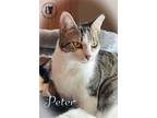 Adopt Peter AND Jan a Brown Tabby Domestic Shorthair / Mixed (short coat) cat in