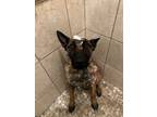 Adopt Magnus a Tan/Yellow/Fawn Belgian Malinois / Mixed dog in Sacramento