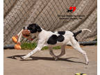 Adopt Brutus a Black Golden Retriever / Mixed Breed (Medium) / Mixed (short