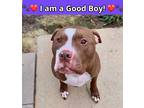 Adopt Rocky a Brown/Chocolate American Staffordshire Terrier / Mixed Breed