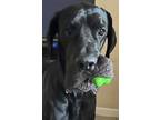 Adopt Bruno a Black Great Dane / Mixed dog in Jupiter, FL (40252562)
