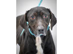 Adopt Baylor a Black Mixed Breed (Small) / Mixed Breed (Medium) / Mixed (short