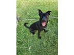 Adopt Cedar a Mixed Breed (Medium) / Mixed dog in Greensboro, NC (41120314)