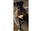 Adopt Cardi a Boxer / Mixed dog in Reno, NV (41120284)