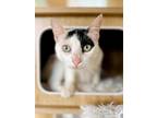 Adopt Guayaba a American Shorthair / Mixed (short coat) cat in San Diego
