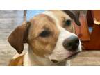 Adopt Draco a Brown/Chocolate - with White Pit Bull Terrier / Boxer dog in