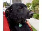 Adopt Joku a Black - with White Australian Shepherd / Labrador Retriever dog in