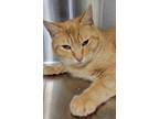 Adopt Dylan a Orange or Red Tabby Domestic Shorthair (short coat) cat in Tioga
