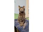 Adopt Isabelle a Brown Tabby Domestic Shorthair (short coat) cat in Tioga