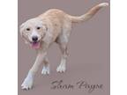 Adopt Sham Payne a Airedale Terrier / Catahoula Leopard Dog / Mixed dog in El