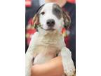Adopt Lanja Ray a Airedale Terrier / Catahoula Leopard Dog / Mixed dog in El