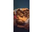 Adopt Kittens a Brown Tabby Domestic Shorthair (short coat) cat in Staten