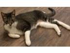 Adopt Bentley a Brown Tabby Domestic Shorthair / Mixed Breed (Medium) / Mixed