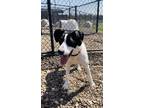 Adopt Pomegranate a White Mixed Breed (Small) / Mixed Breed (Medium) / Mixed