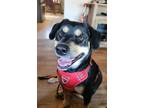 Adopt Azula a Tan/Yellow/Fawn Rottweiler / Labrador Retriever / Mixed dog in