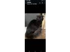 Adopt Azmerelda a Scottish Fold cat in Annapolis, MD (41129279)
