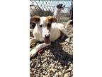 Adopt Sam a White Pointer / Mixed Breed (Medium) / Mixed (short coat) dog in