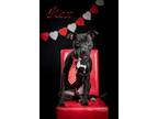 Adopt Rex a Black - with White American Pit Bull Terrier / Mixed dog in