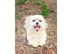 Adopt *Zucchini Produce -- BLIND a White - with Tan, Yellow or Fawn Lhasa Apso /