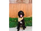 Adopt Page a Black - with White Bernese Mountain Dog / Golden Retriever / Mixed