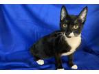 Adopt Sarah a Black & White or Tuxedo Domestic Shorthair (short coat) cat in Hot